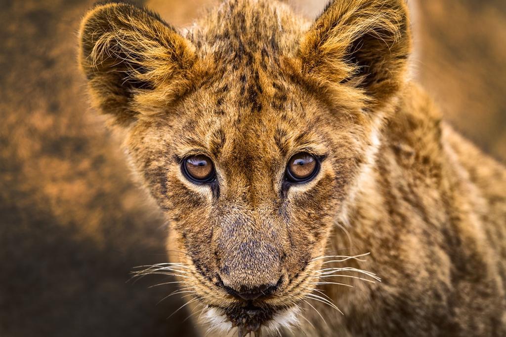 Honeyguide Tented Safari Camp - Khoka Moya มันเยเลติเกมรีเซิร์ฟ ภายนอก รูปภาพ