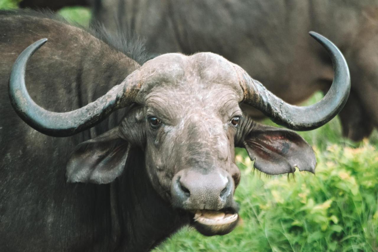 Honeyguide Tented Safari Camp - Khoka Moya มันเยเลติเกมรีเซิร์ฟ ภายนอก รูปภาพ