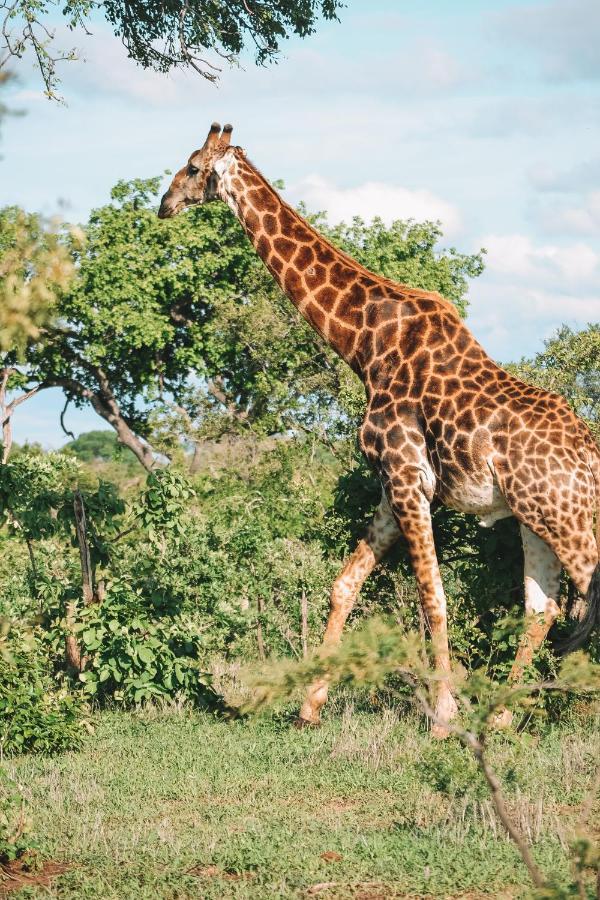 Honeyguide Tented Safari Camp - Khoka Moya มันเยเลติเกมรีเซิร์ฟ ภายนอก รูปภาพ