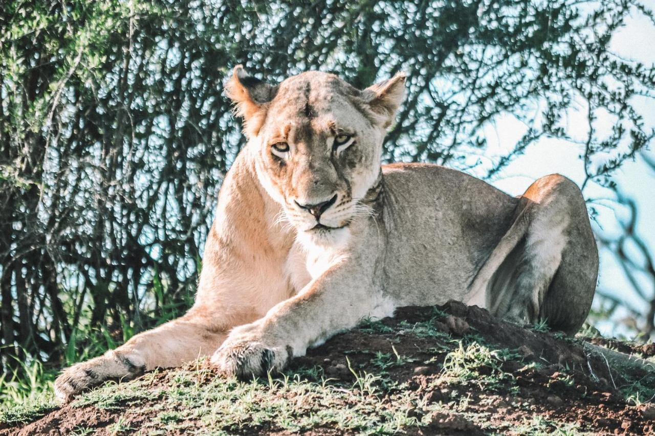 Honeyguide Tented Safari Camp - Khoka Moya มันเยเลติเกมรีเซิร์ฟ ภายนอก รูปภาพ