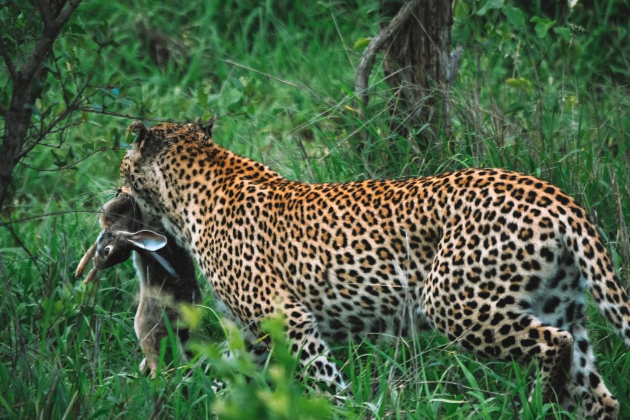 Honeyguide Tented Safari Camp - Khoka Moya มันเยเลติเกมรีเซิร์ฟ ภายนอก รูปภาพ